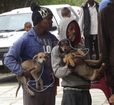 Record number of pets sterilised